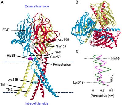 Cell Death Induction and Protection by Activation of Ubiquitously Expressed Anion/Cation Channels. Part 2: Functional and Molecular Properties of ASOR/PAC Channels and Their Roles in Cell Volume Dysregulation and Acidotoxic Cell Death